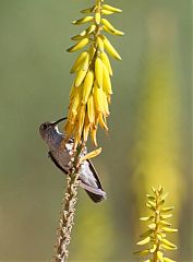 Spot-throated Hummingbird